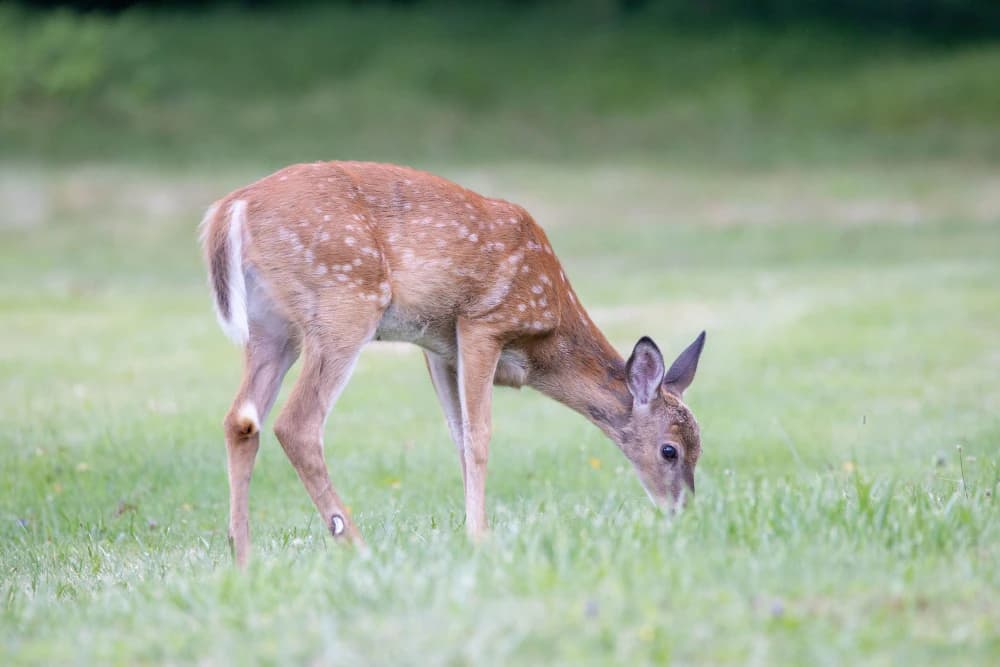 Book a Deer Spotting Holiday with Luxury Stay