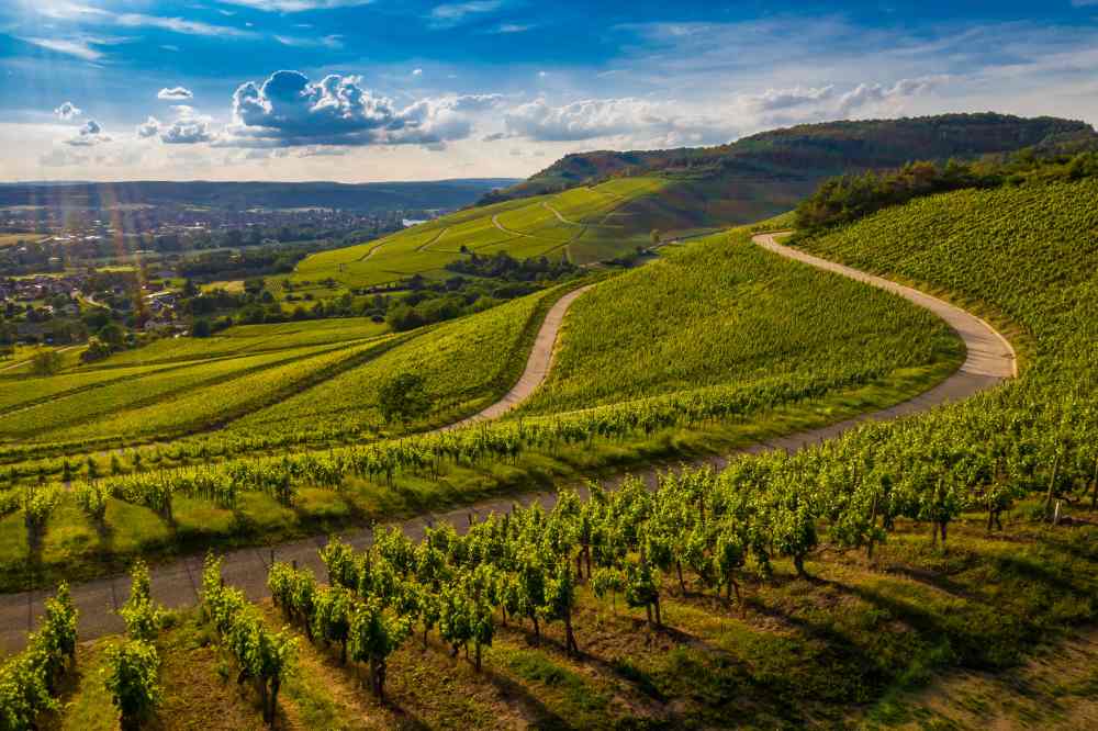 Best Vineyard in India for Luxury Stay and Wine Tours
