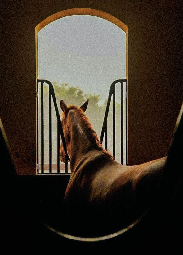 Horseback Riding