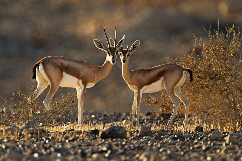 Deer Spotting