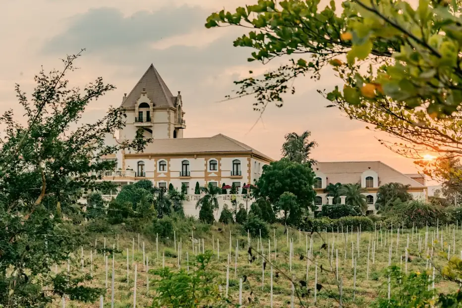 Where Can You Find the Best Vineyards in Maharashtra?