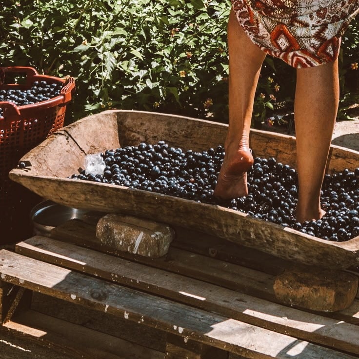 Wine tour : From the vineyard to the Bottle